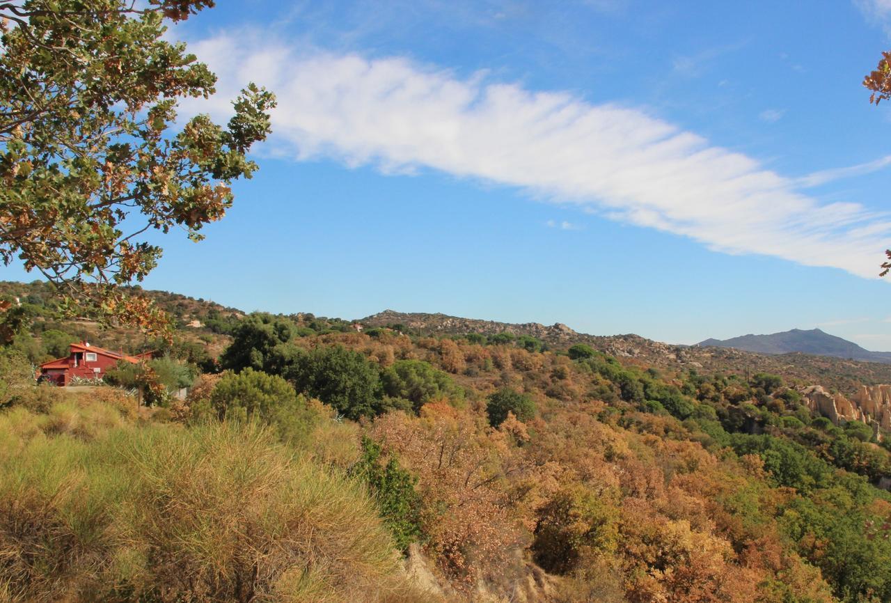 Des Orgues De La Sybille Agave Canigou * Ille-sur-Tet